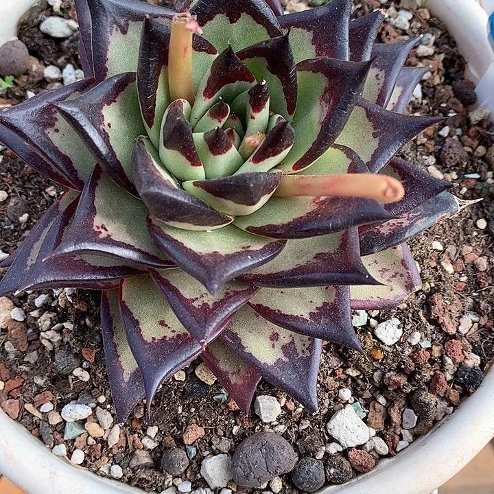 用****9515———直播福利