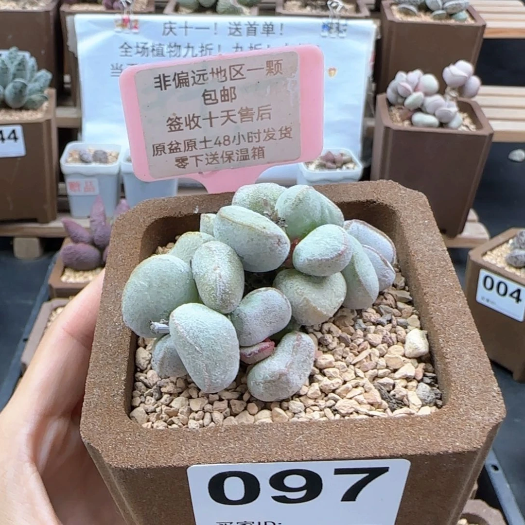 097硬叶白蛋多肉