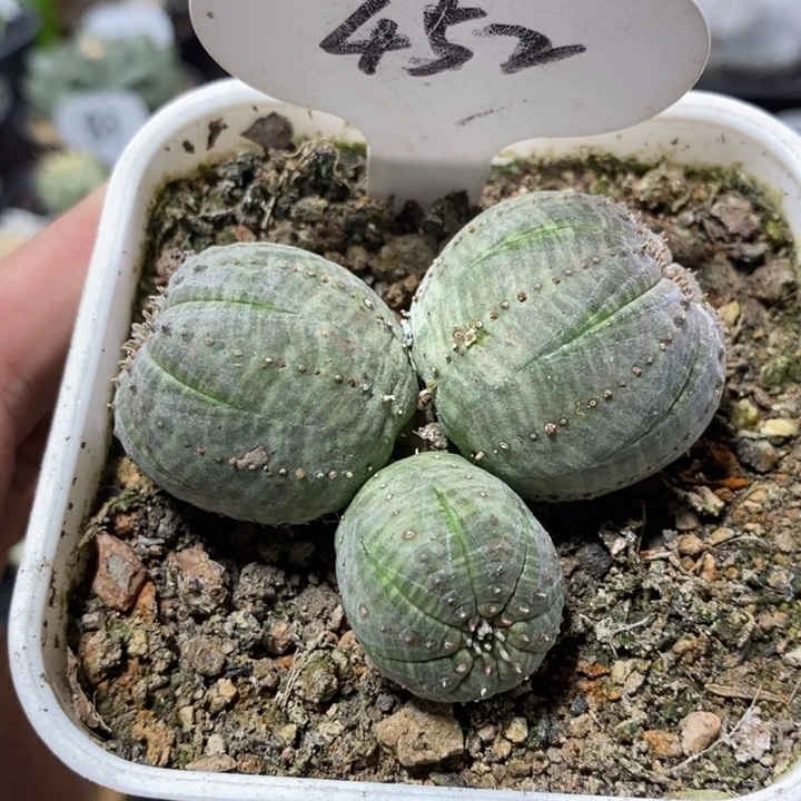 群生白皮布纹球452号6.3cm