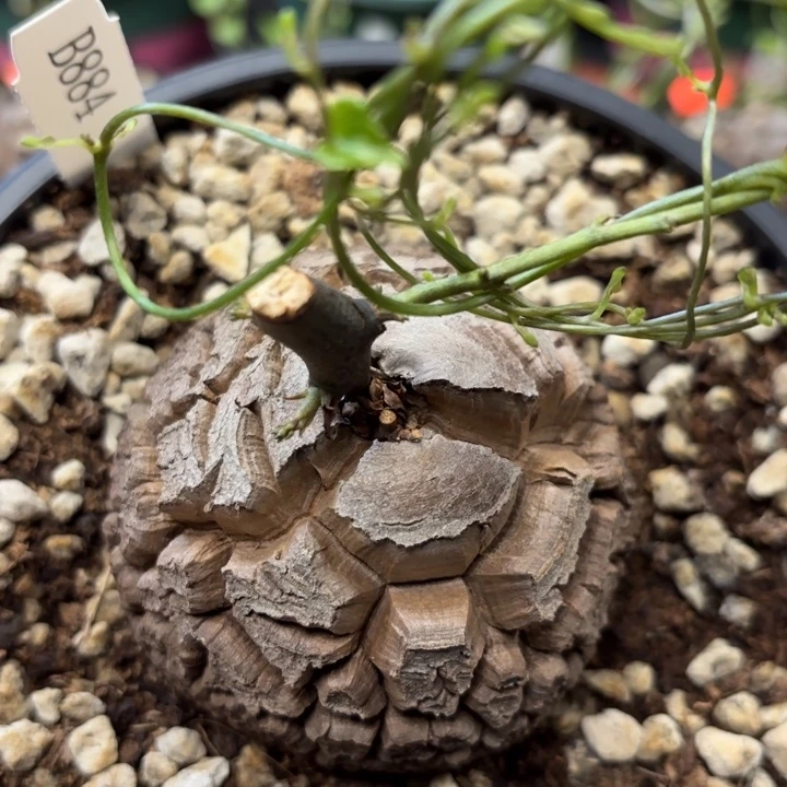 884龟甲龙不退不换