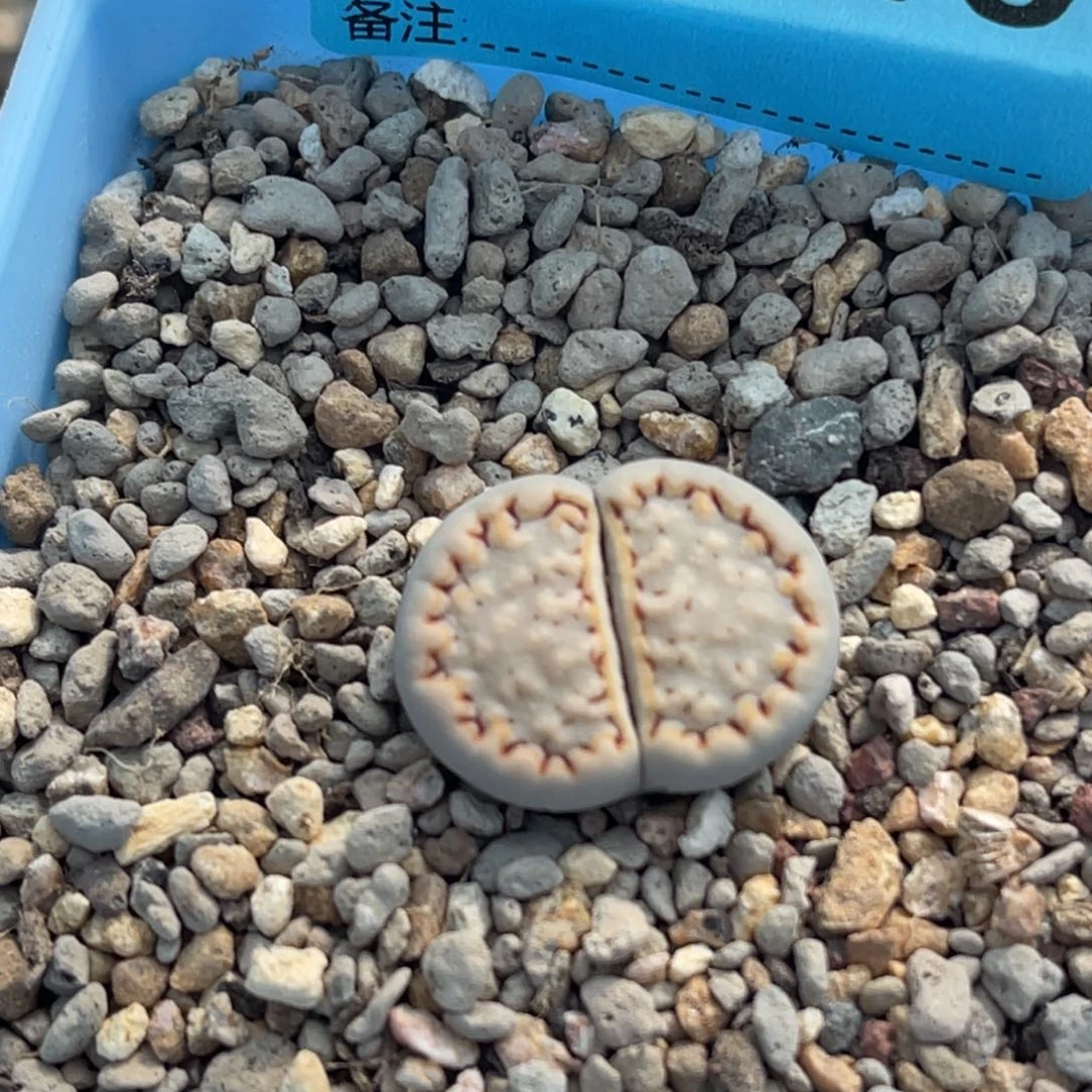 7148金边饼干一颗