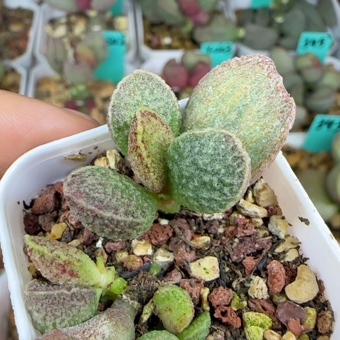 朱雀叶插，四方盆发