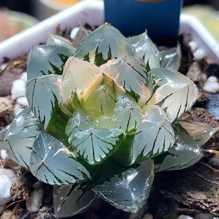 589水晶玉露锦特选福利