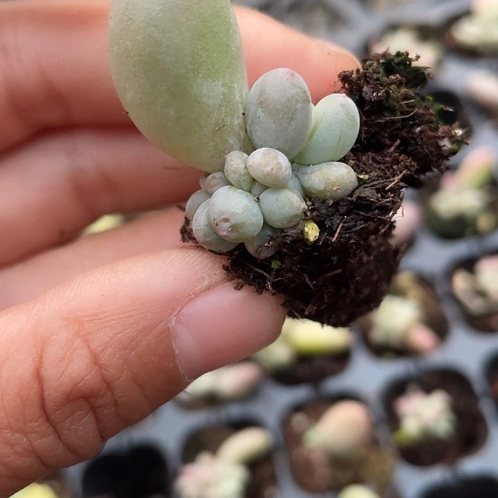 一我一拍满18包邮