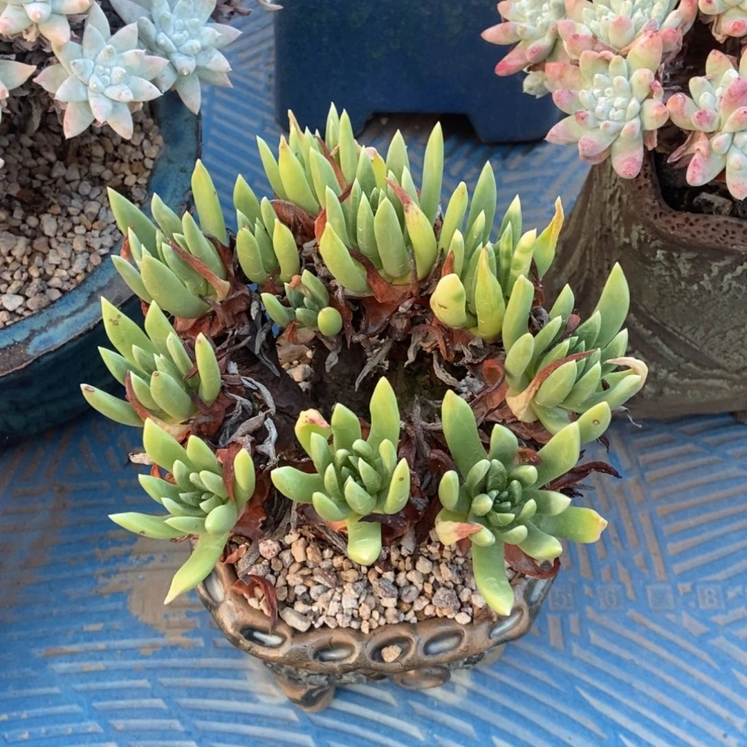 阿尔比多肉植物啦啦啦