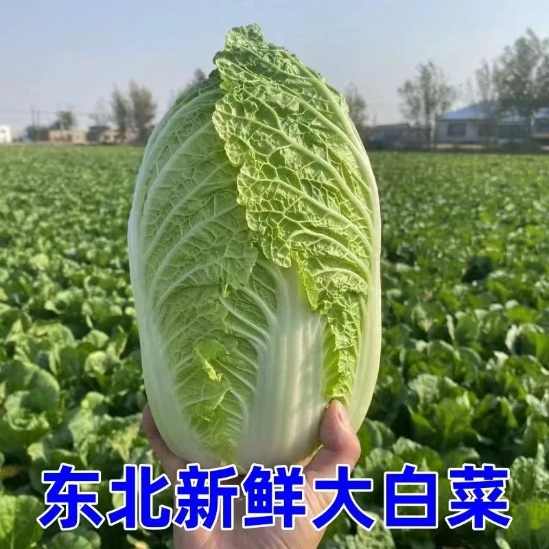 东北大白菜冬储菜火锅菜绿叶菜腌酸菜辣白菜新鲜时蔬净菜带箱重量