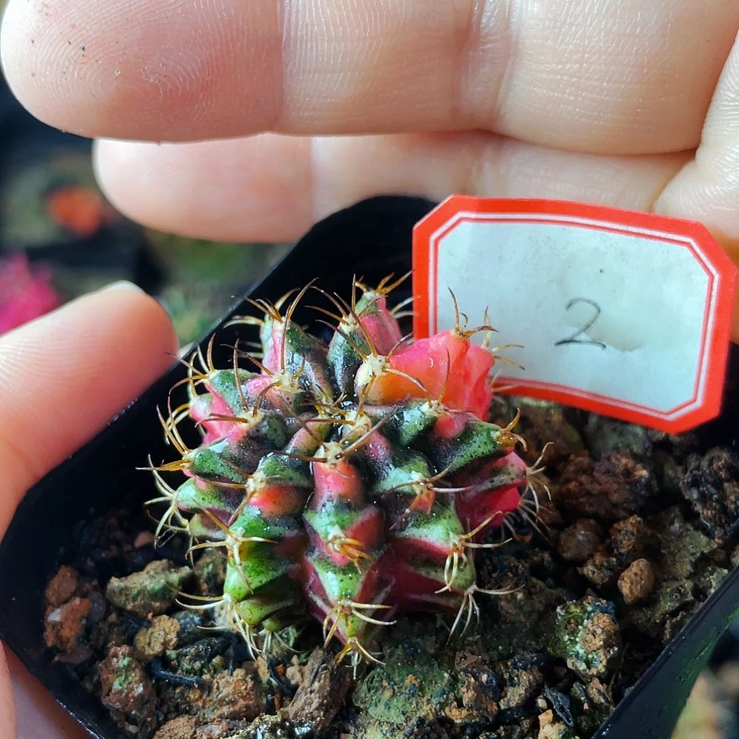 3cm 非偏远地区满25包邮仙人球裸根