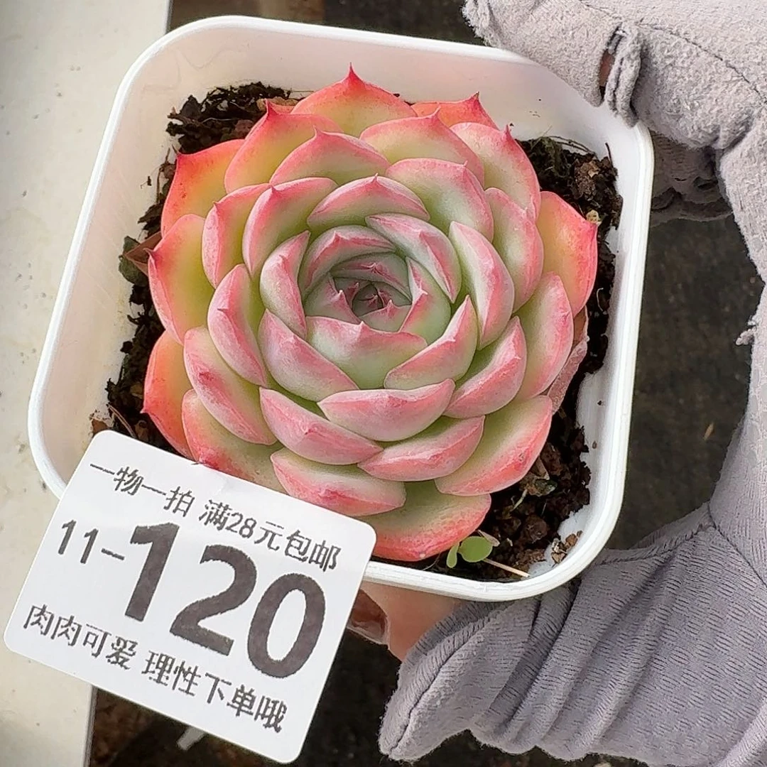 侧影无盆土发货无盆土发货无，