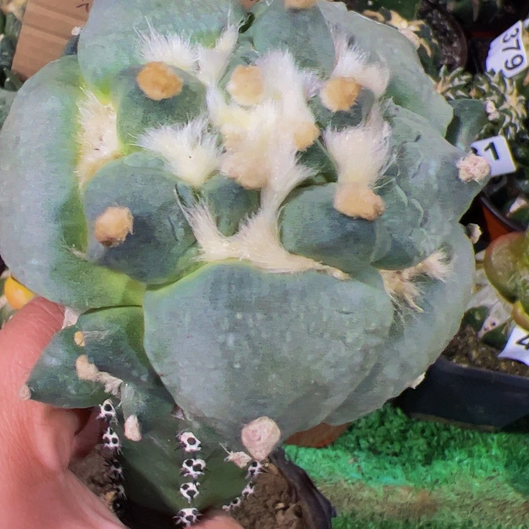 水***无花朵达摩青瓷牡丹746