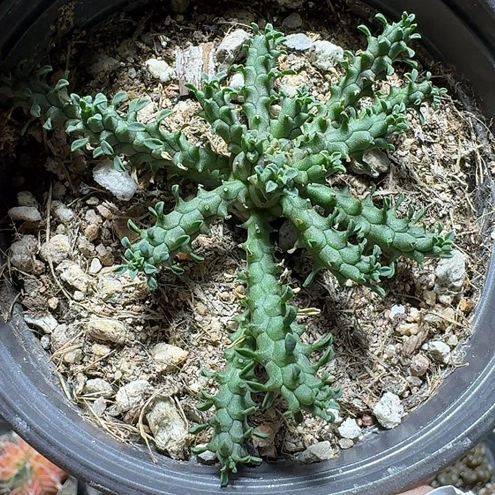 762响尾蛇大戟带盆发货