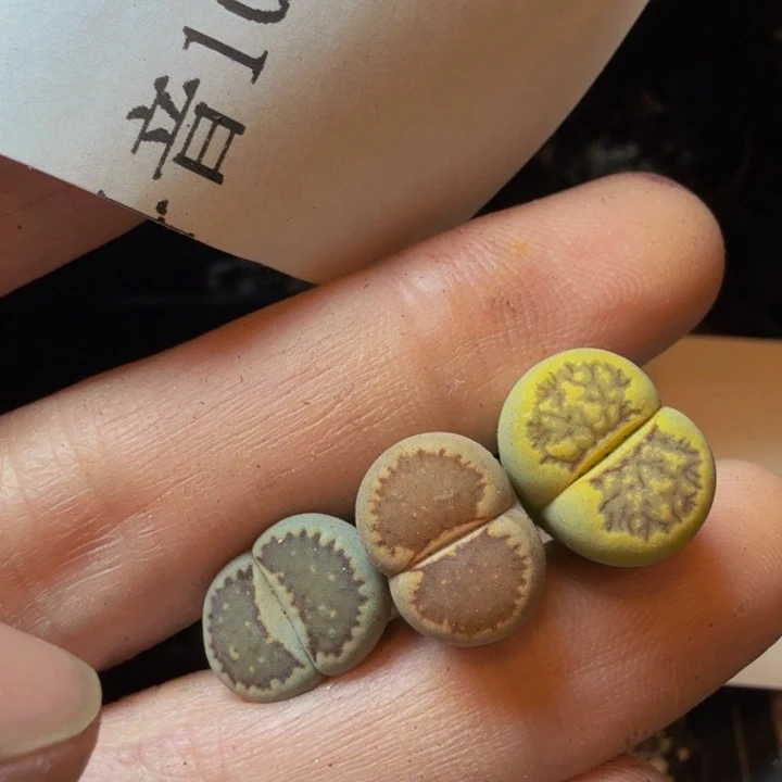 ?****?多肉葡萄的季节性100