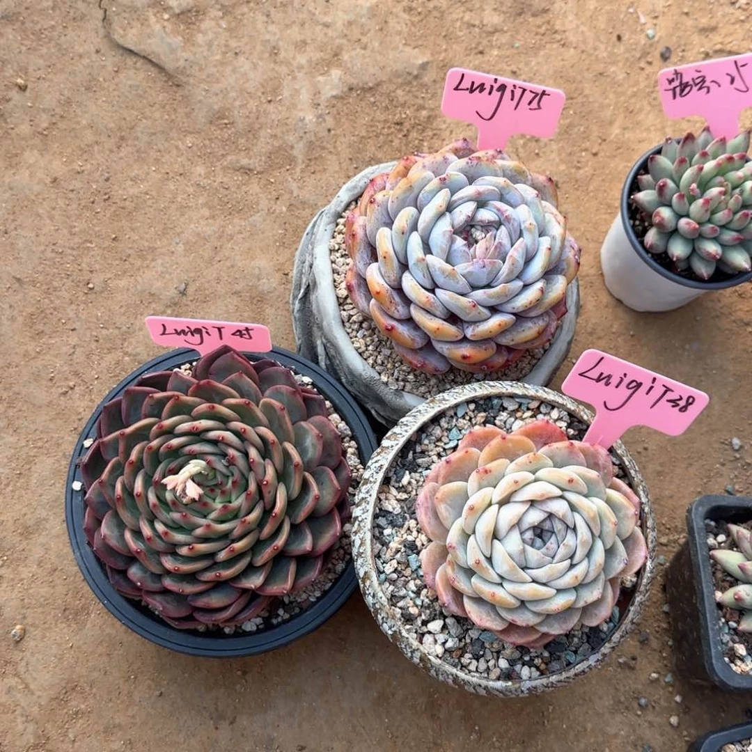 三颗寄养几天发货