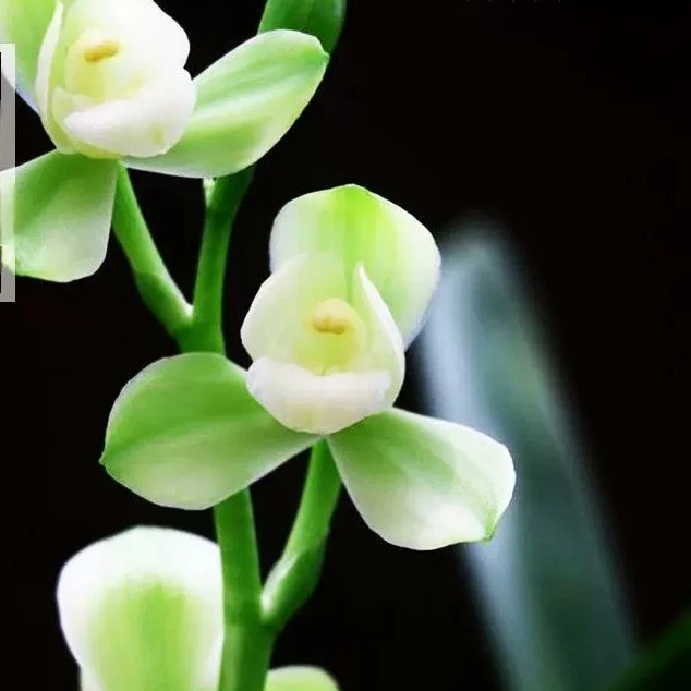 (翠玉荷) 玉色荷瓣 建兰铭品兰花 开花非常香 四季好养绿植