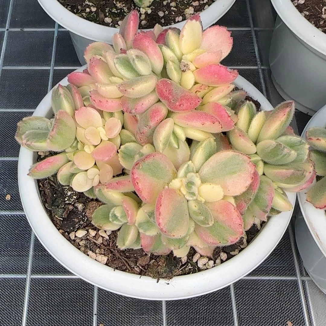 从前慢花园精选彩虹熊