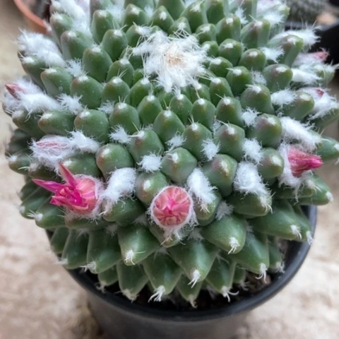 雪糕仙人球12米仙人球