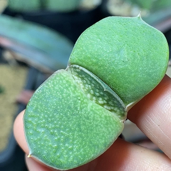 不带盆脱土裸根发货