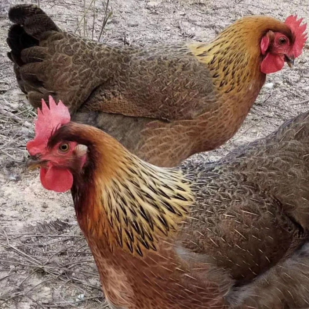 （一物一拍，两只共7斤左右散养160天下蛋母鸡）现挑现称走地鸡土鸡