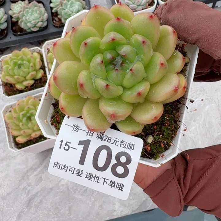 莱拉多肉无盆土发货多肉多