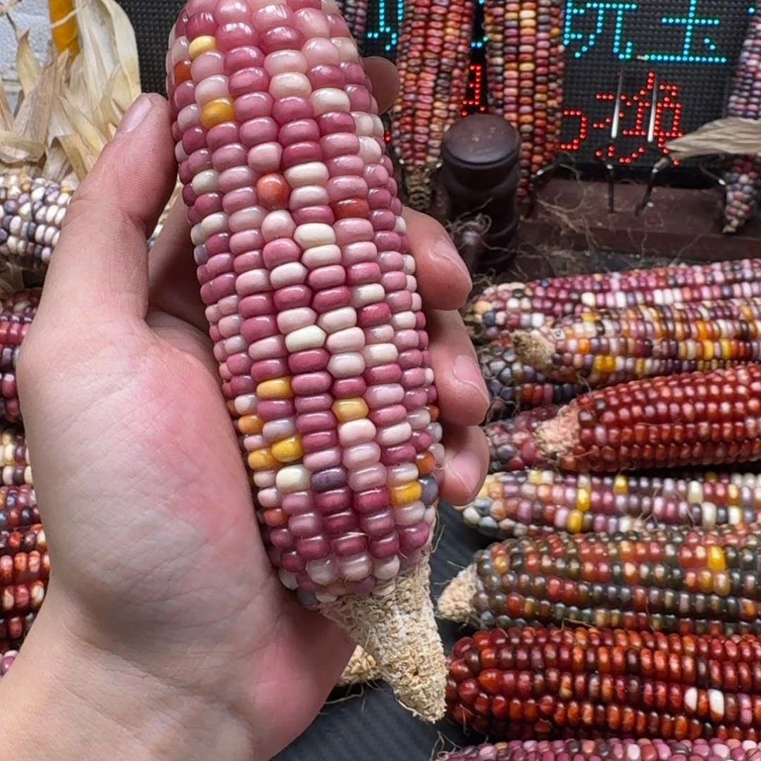 财***宝柏香籽/百香籽吊坠