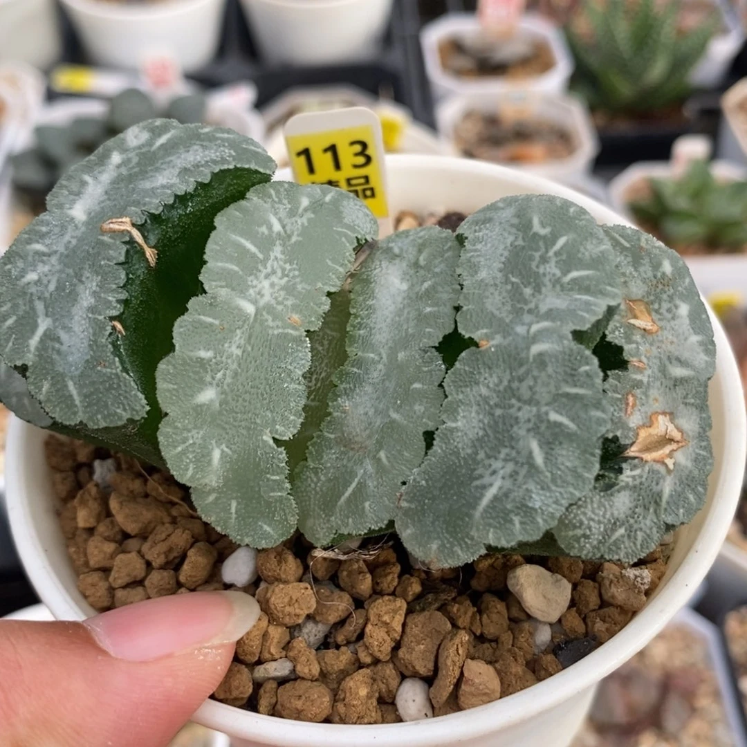 113猛犸玉扇一物一拍