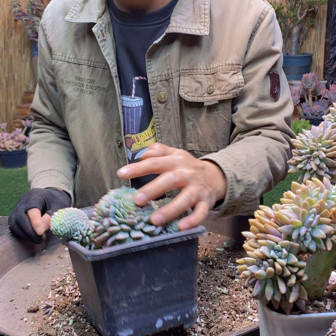 Y****yA114号白胖子缀多肉