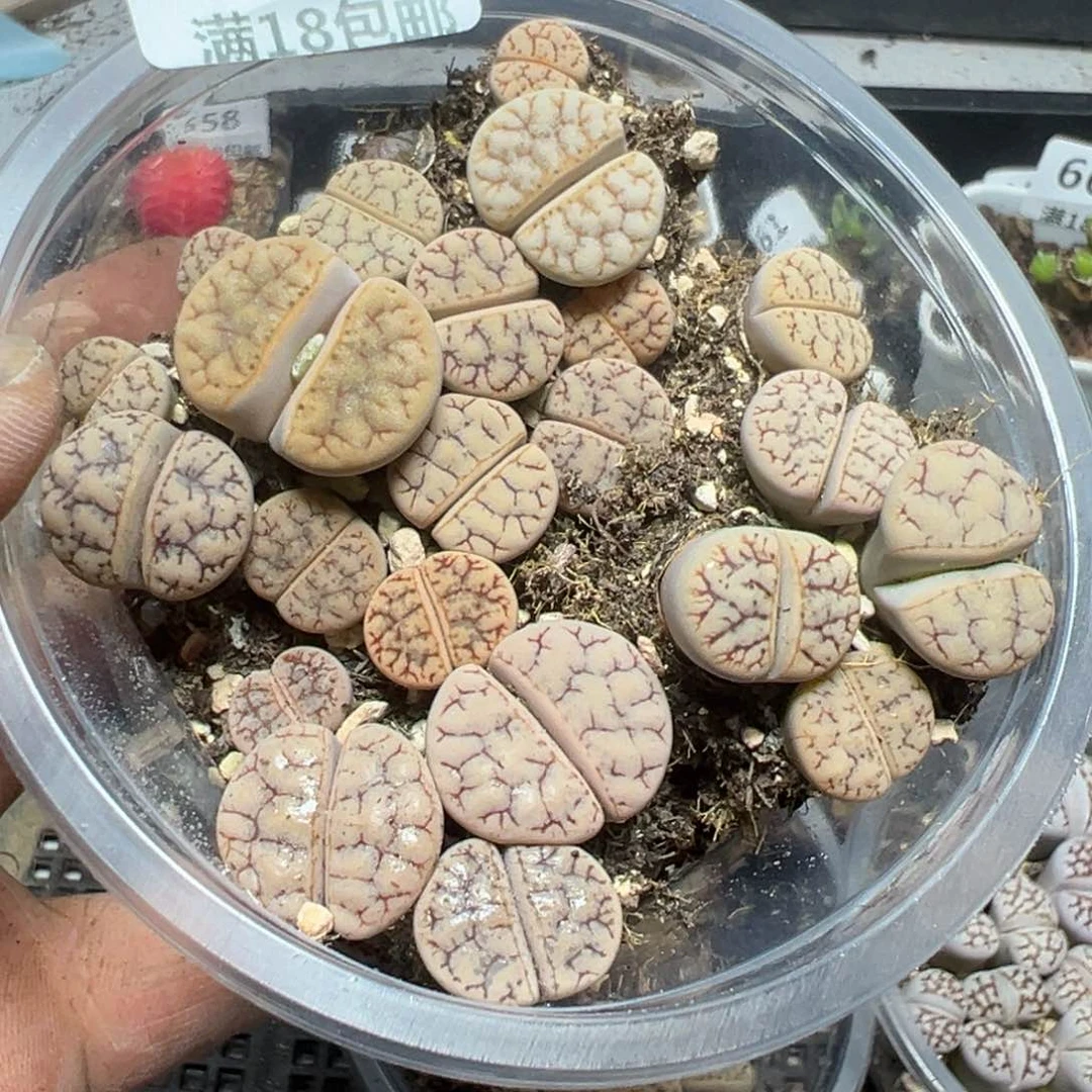 【闪购商品】 671。