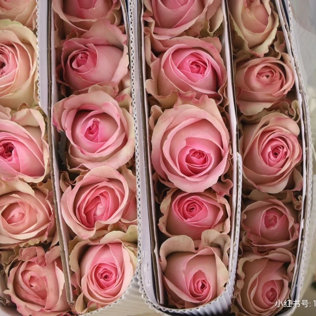 【桃红雪山单头玫瑰】新鲜采摘玫瑰花花束云南基地鲜花直发家用鲜花