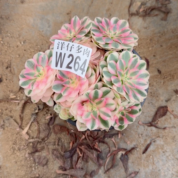 264倾城官服18左右2