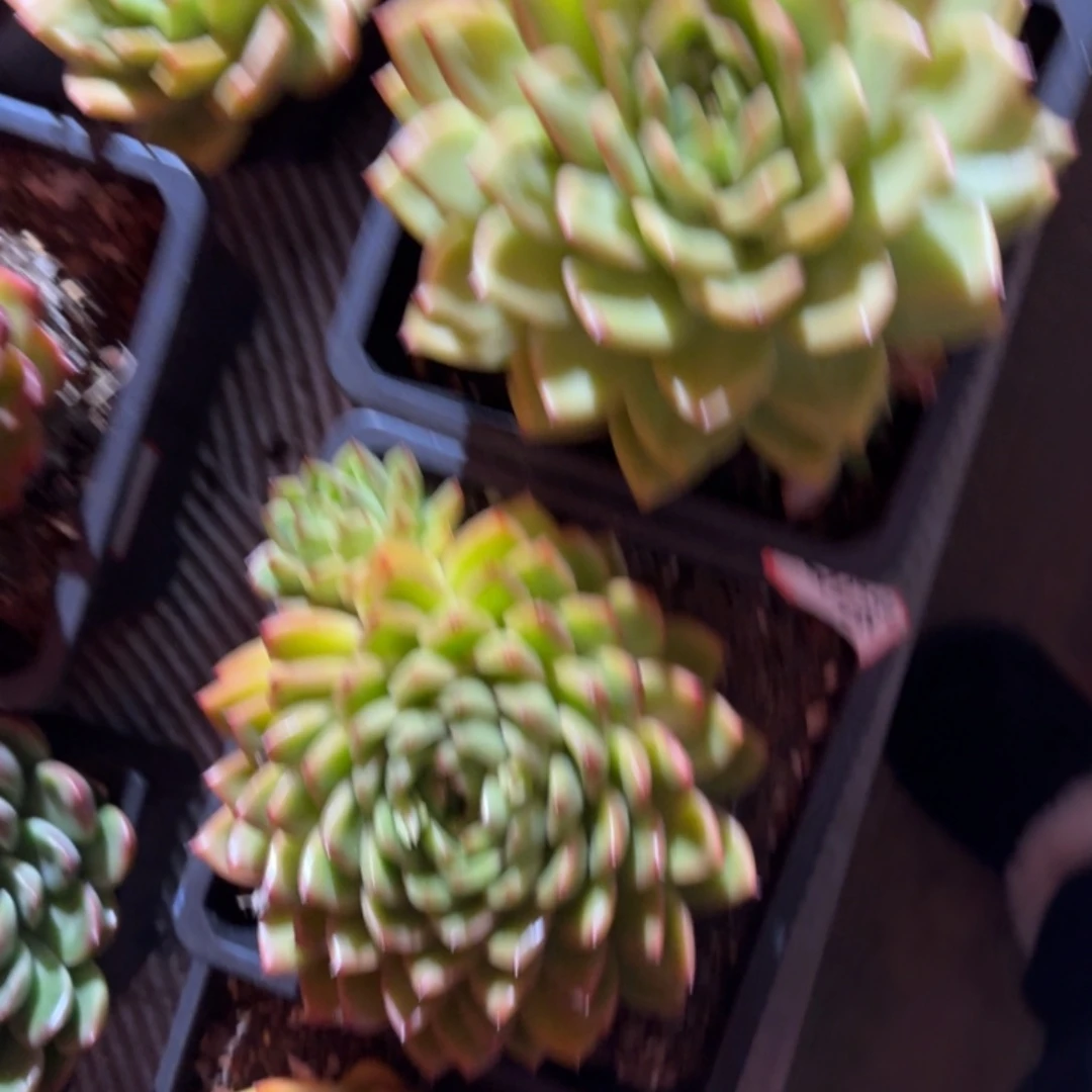 专拍链接多肉精品