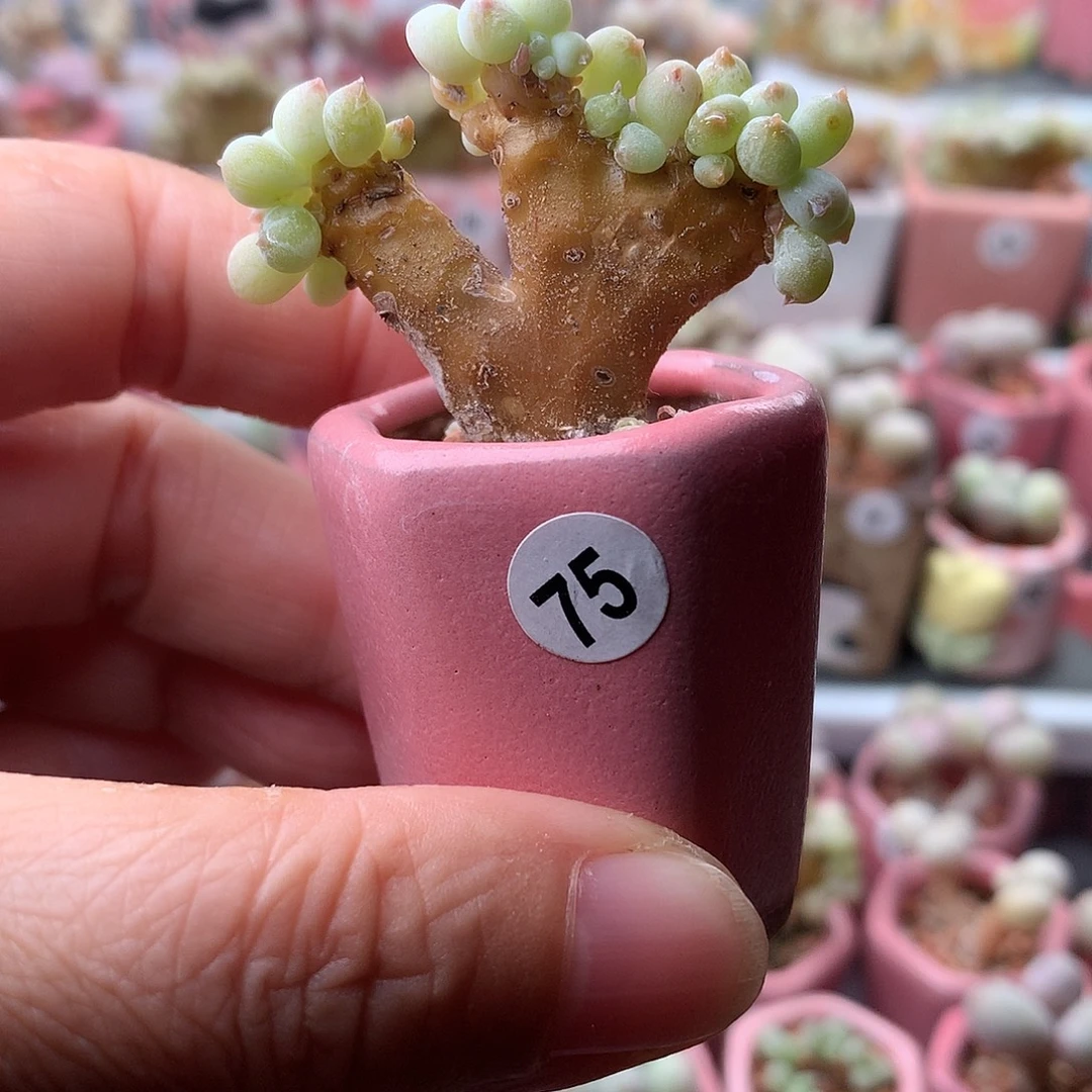 萤火虫带盆发货啦