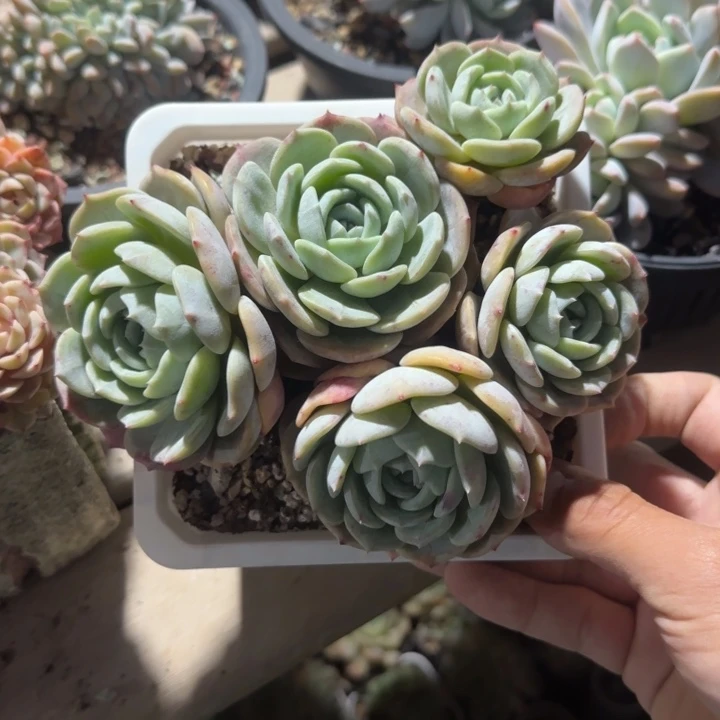 老林群生五十包邮