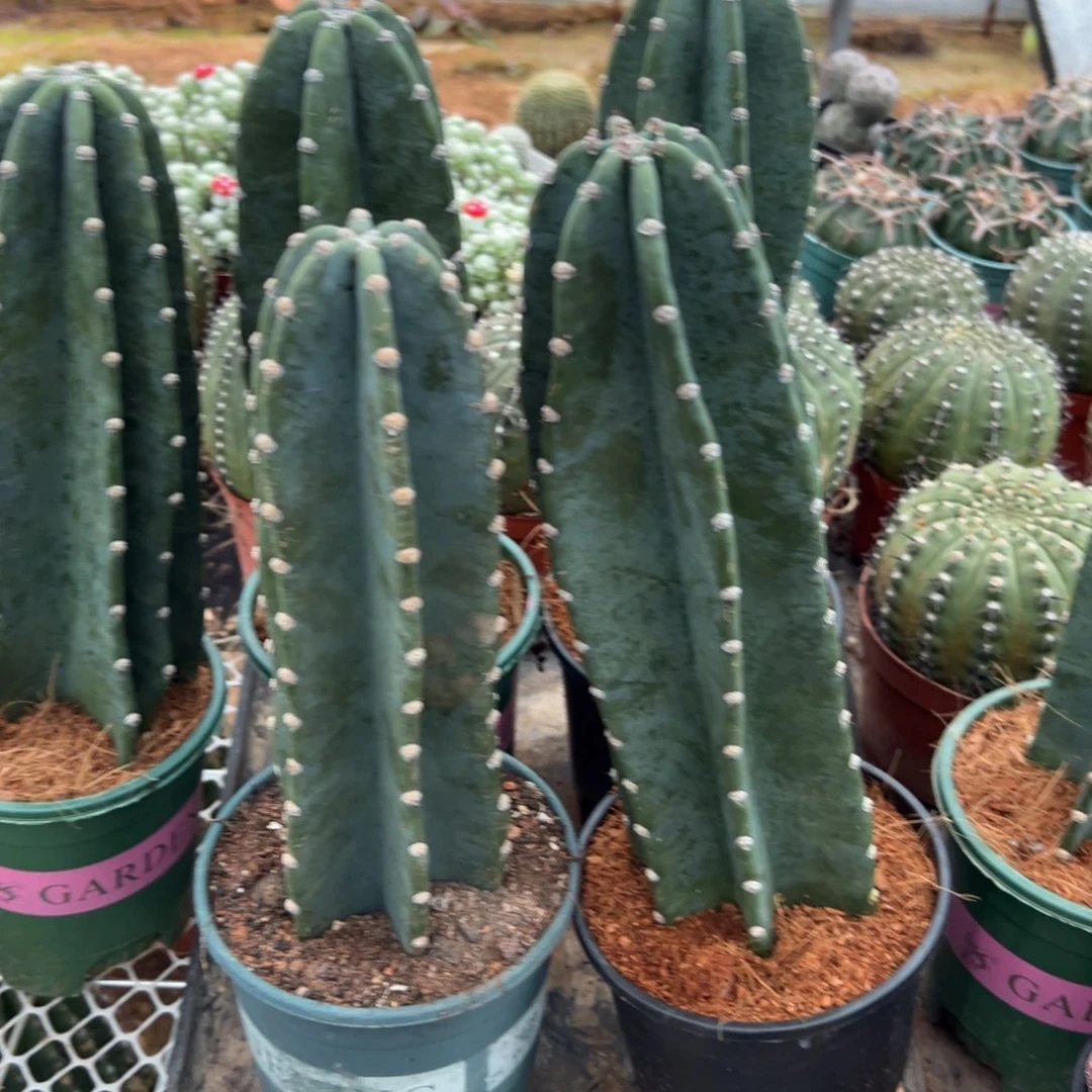 量天尺随机一颗。