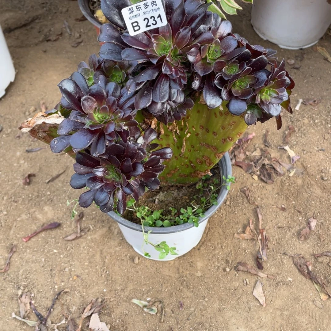 231欧紫多肉法师断枝不包