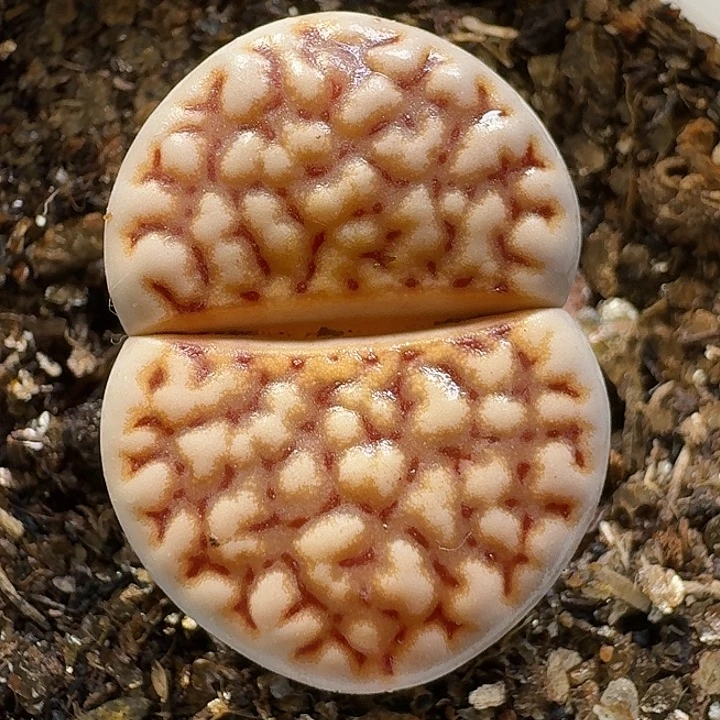 生石花1111111。  206