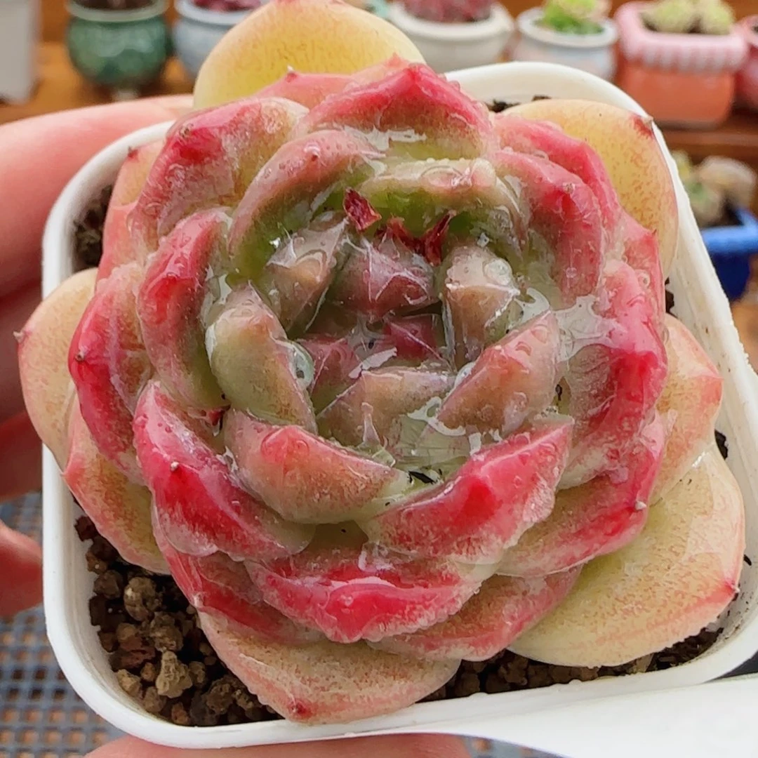 花语逸镜0816-02珍妮糖心