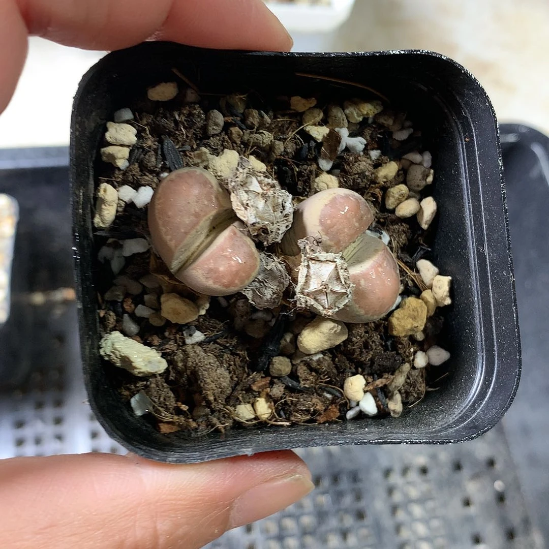 K438多肉植物保护