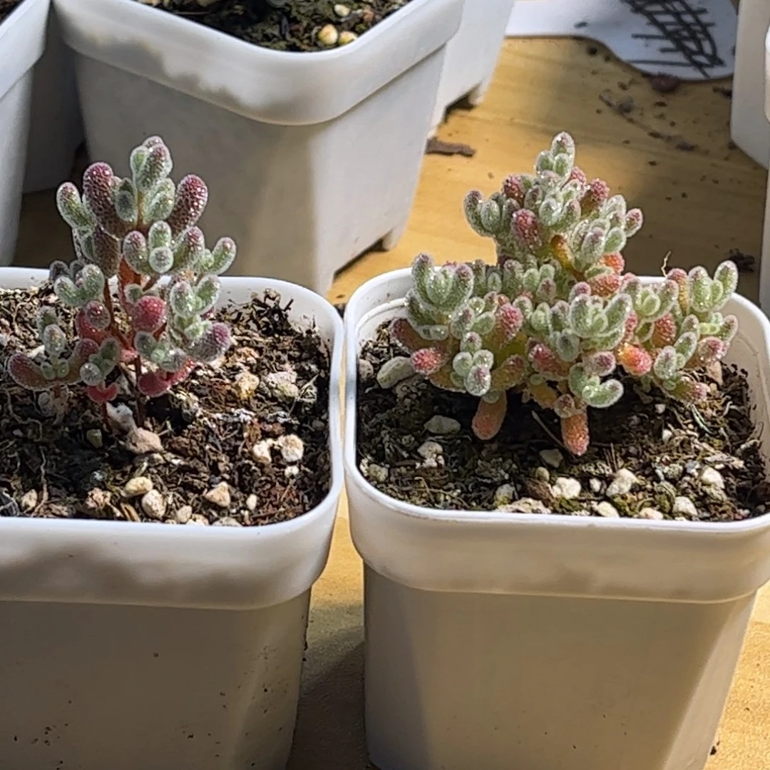 实生冰晶优选枝干