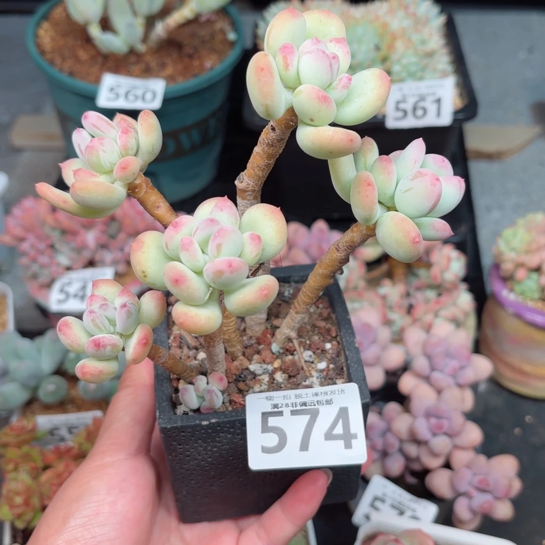 苹果奶老桩无盆土发货