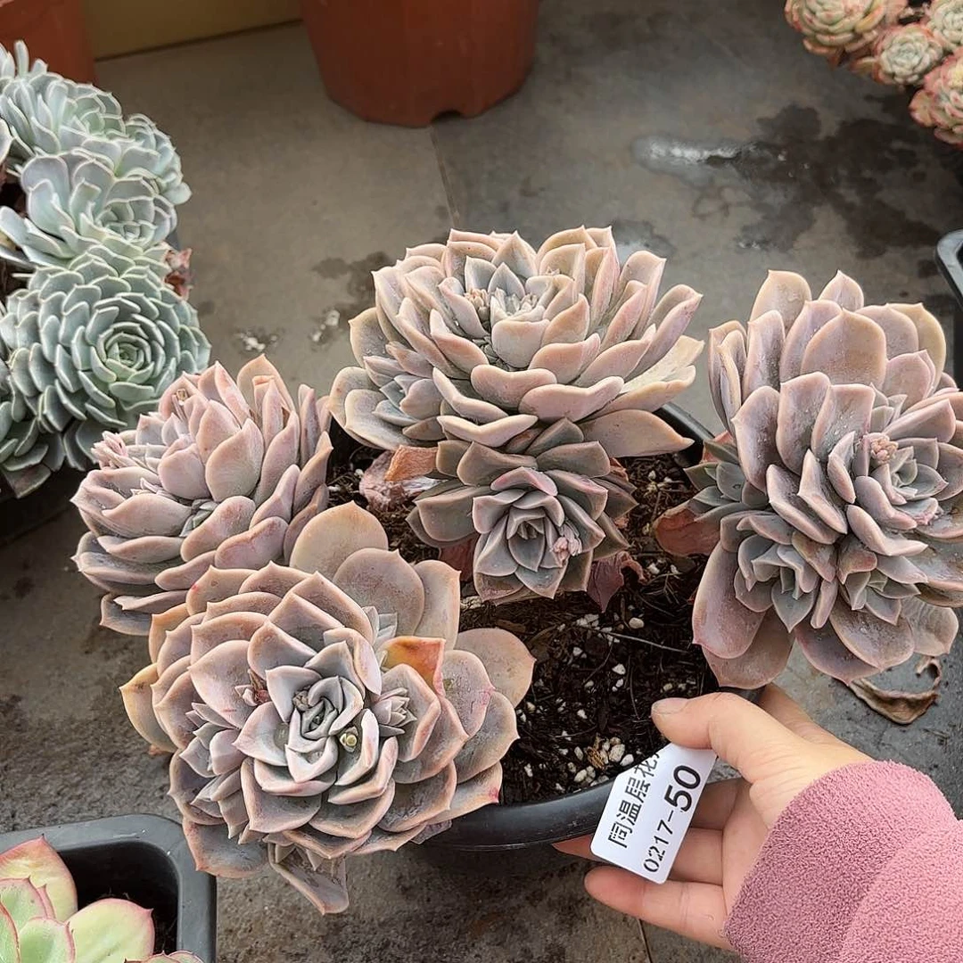 同温层多肉哈利50