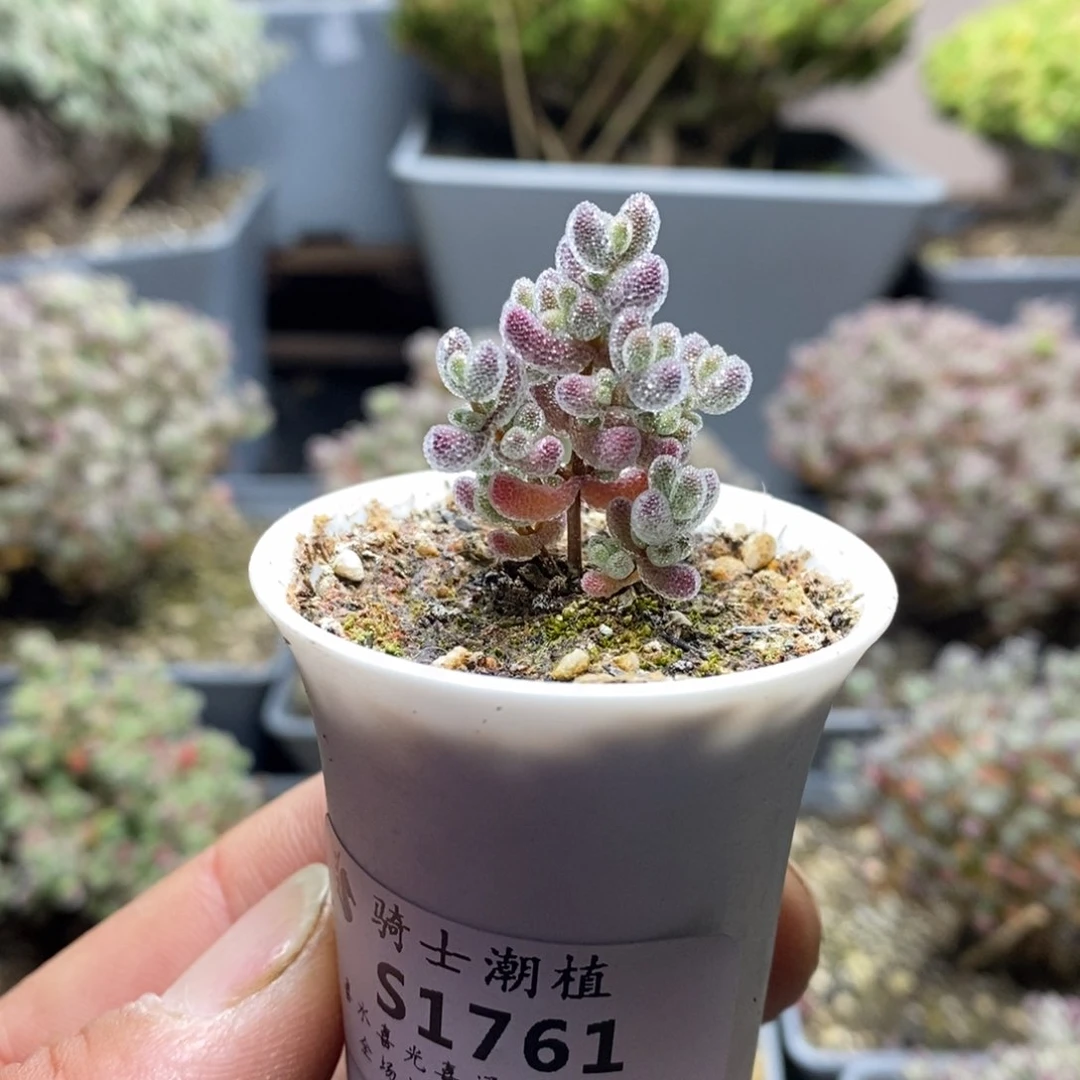 1761实生精控优选冰晶