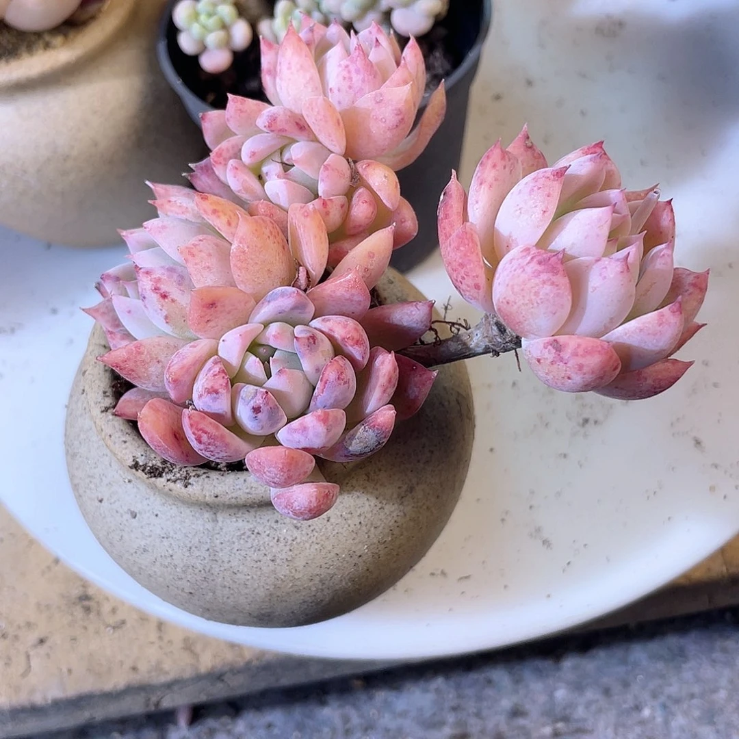 1039  霜花  六月六