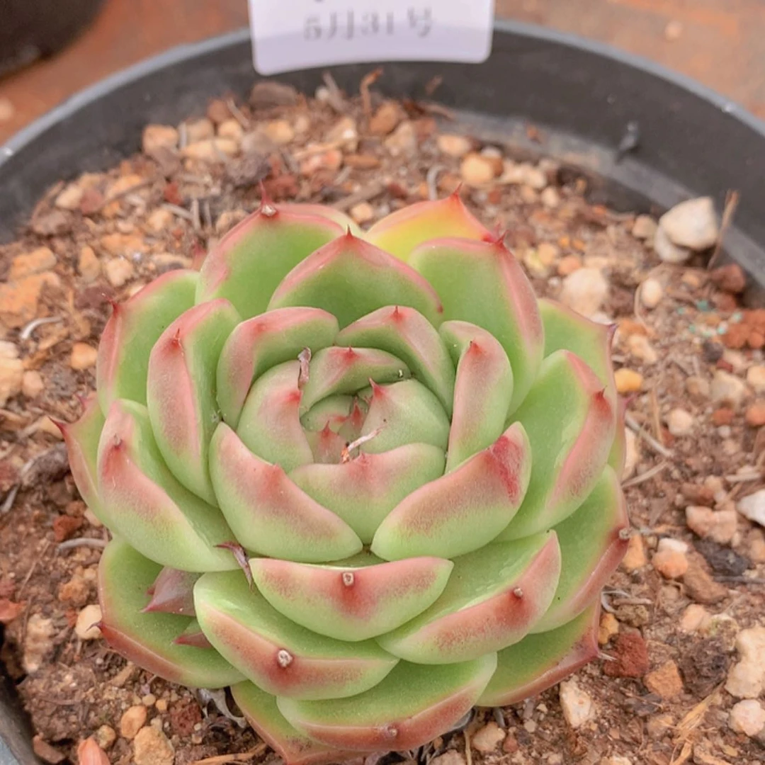 【闪购商品】云721号麦秆