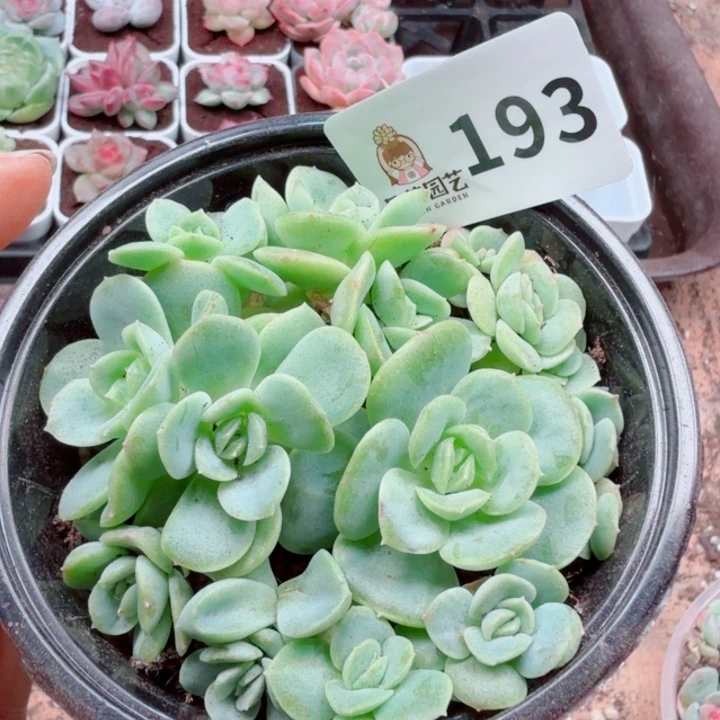 多肉植物多肉植物