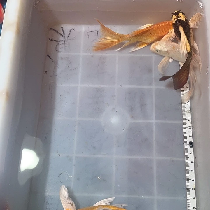 蝴蝶鲤鱼渔场直发126