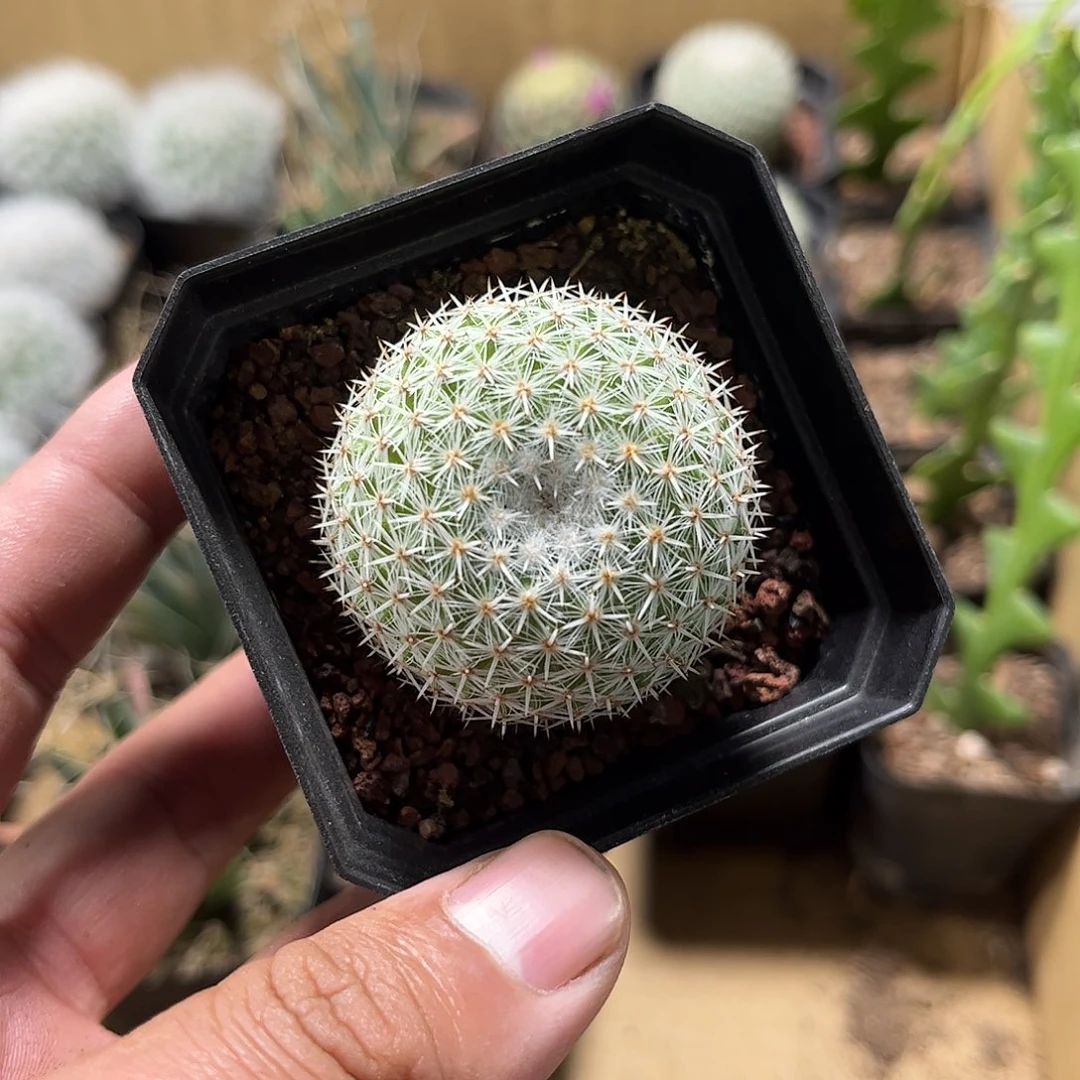 希望丸单头实生单头发货