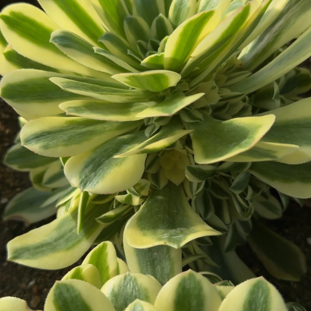 1137迈巴赫。多肉植物