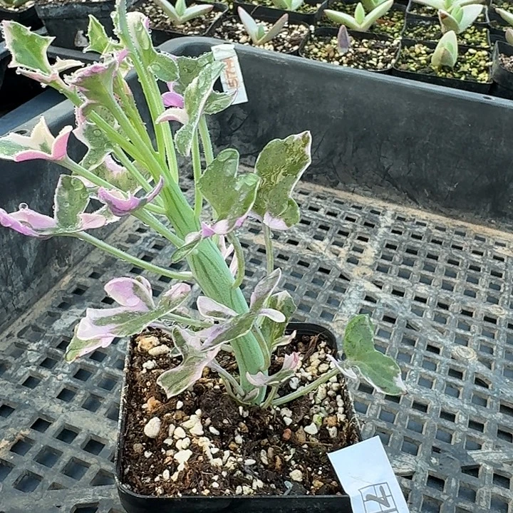 736七宝树锦带盆发货一个随机