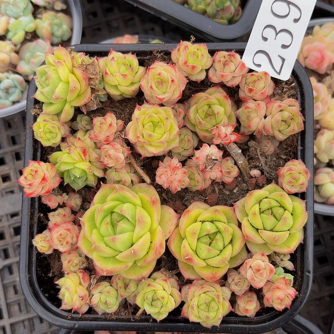 多肉植物多肉植物239