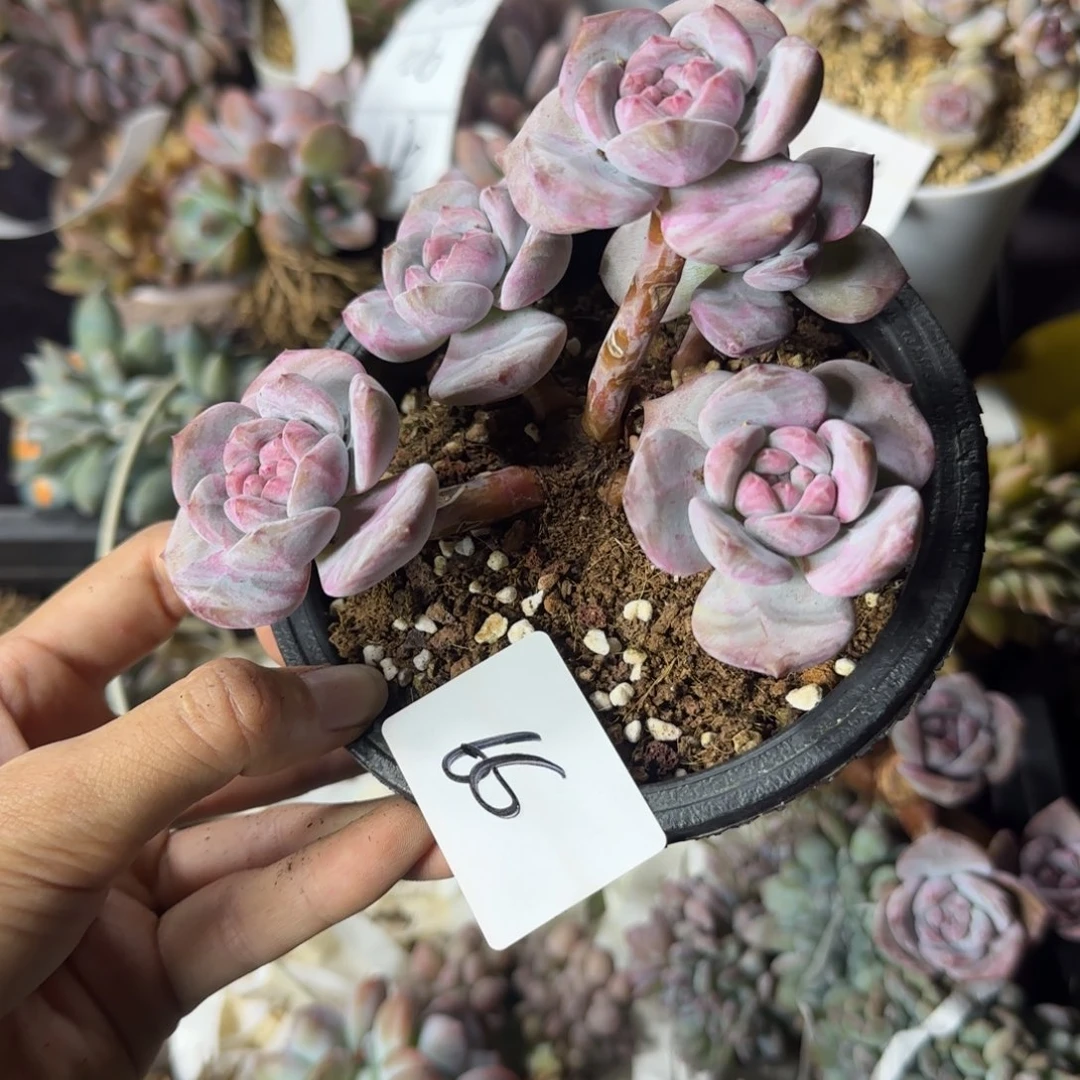 星影5头一物一拍66