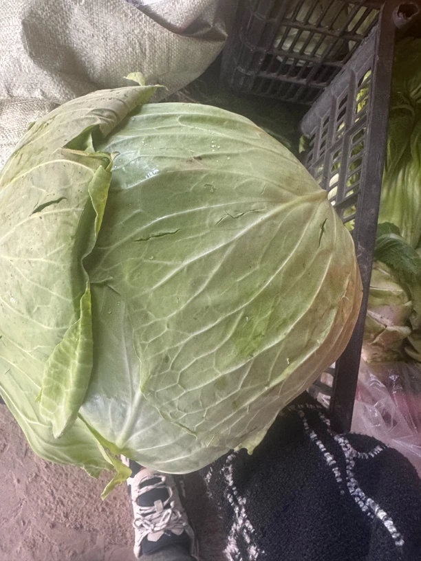 农家原生态种植包菜两个装